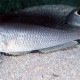 picture of Xenotilapia sima