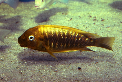 Petrochromis ephippium Cichlidae