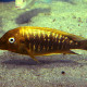 picture of Petrochromis ephippium