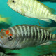 picture of Petrochromis fasciolatus