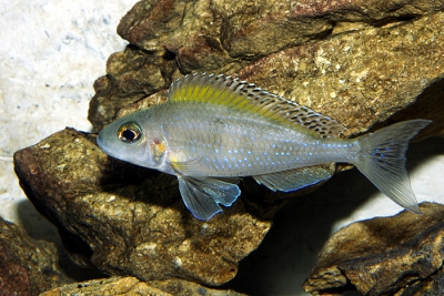 Xenotilapia spiloptera Cichlidae