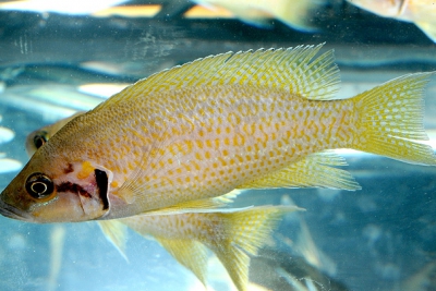 Neolamprologus splendens Cichlidae