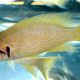 picture of Neolamprologus splendens