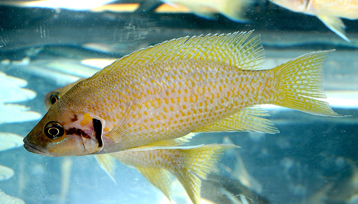 Neolamprologus splendens