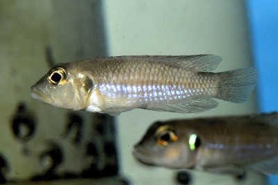 Neolamprologus stappersi Cichlidae