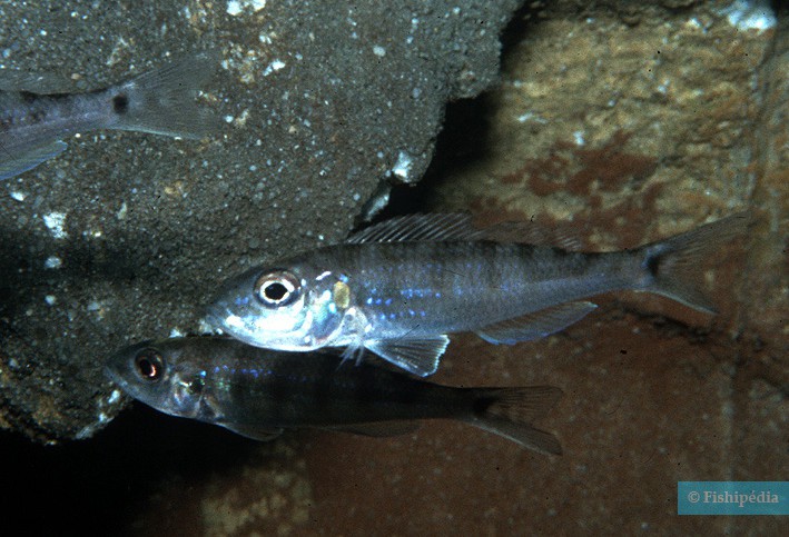 Xenotilapia tenuidentata