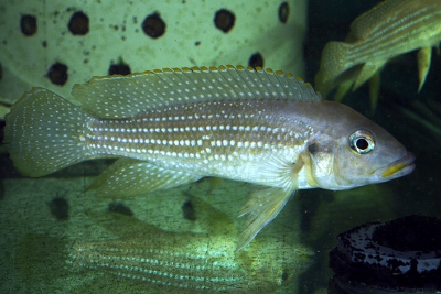 Lampro perlé Cichlidae