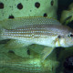 picture of Neolamprologus tetracanthus
