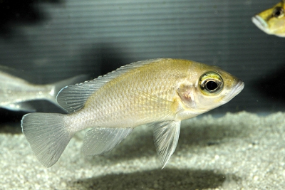 Paleolamprologus toae "Likoma" Cichlidae