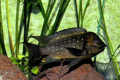 Petrochromis trewavasae Cichlidae