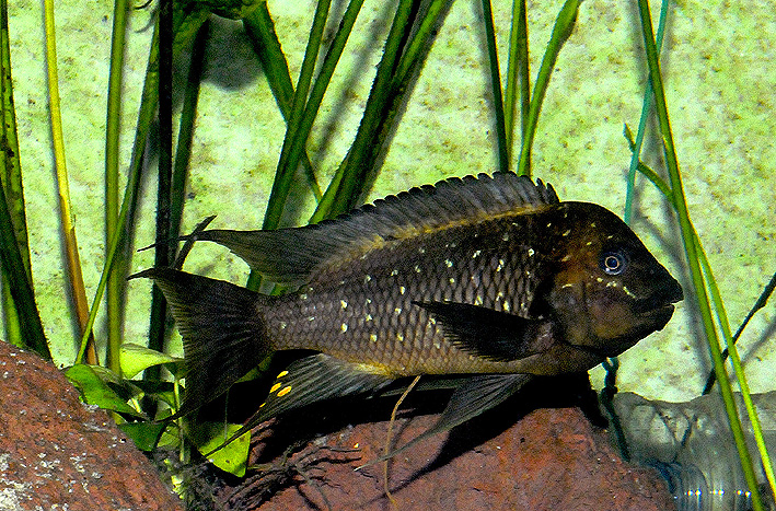 Petrochromis trewavasae