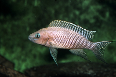 Walteri Cichlidae