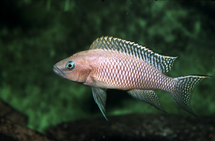 Neolamprologus walteri