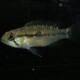 picture of Apistogramma wapisana