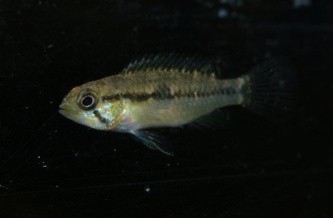 Apistogramma wapisana