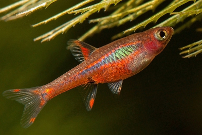 Boraras brigittae