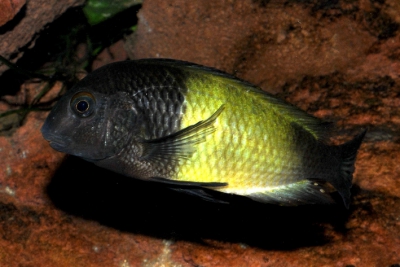 Ikola Cichlidae