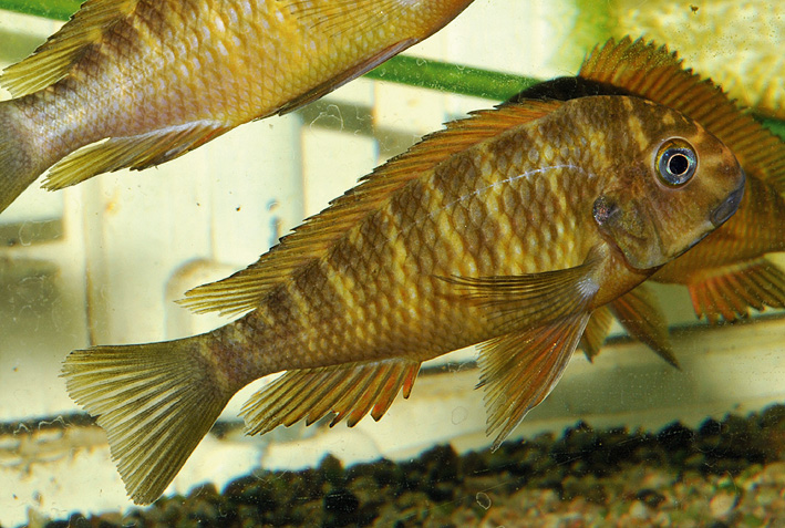 Tropheus moorii