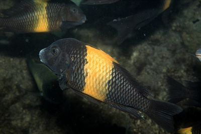 Tropheus sp. Black Kiriza Cichlidae