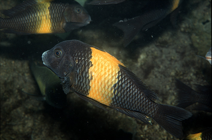 Tropheus sp. Black Kiriza