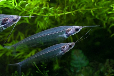 Kryptopterus vitreolus