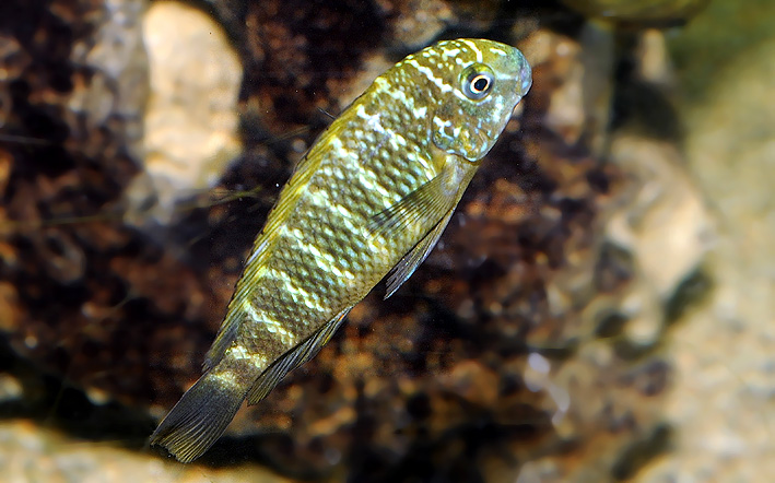 Tropheus moorii