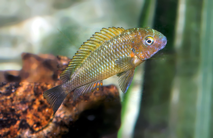 Tropheus moorii