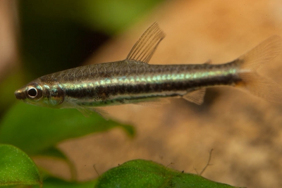 Nannostomus minimus Lebiasinidae