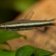 picture of Nannostomus minimus