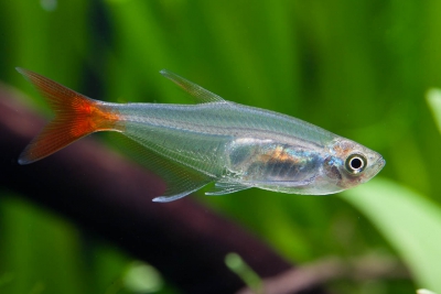 Prionobrama filigera Characidae