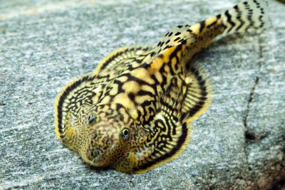 Sewellia marmorata