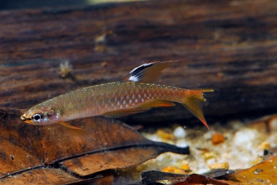 Copella arnoldi