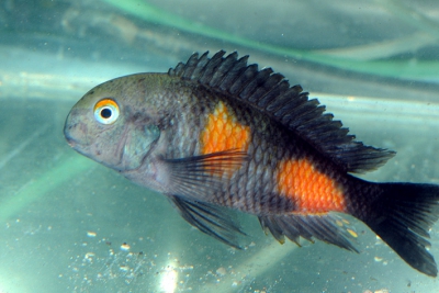 Tropheus sp. Black Bulu point Cichlidae