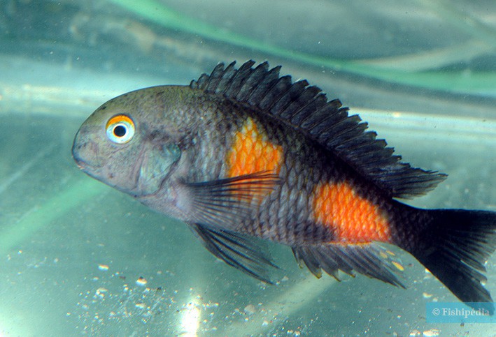 Tropheus sp. Black Bulu point