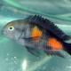 picture of Tropheus sp. Black Bulu point