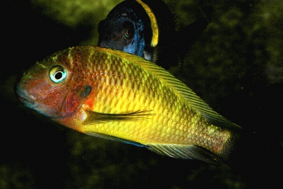 Tropheus aff. moorii "Lufubu" Cichlidae