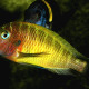 picture of Tropheus aff. moorii "Lufubu"