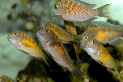 Tropheus moorii Cichlidae