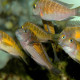 picture of Tropheus moorii