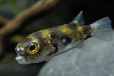 Colomesus asellus Tetraodontidae