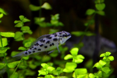 Dicrossus foirni Cichlidae