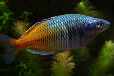pez arco iris