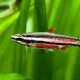 picture of Nannostomus rubrocaudatus