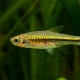 picture of Rasbora cf. paucisqualis