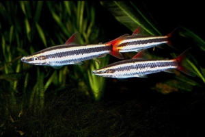 Anostomus anostomus