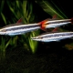 picture of Anostomus anostomus