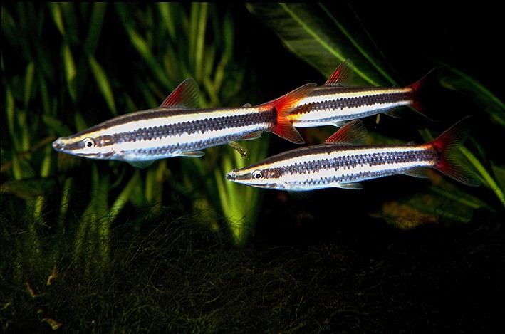 Anostomus anostomus