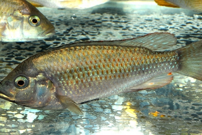 Astatotilapia calliptera Cichlidae