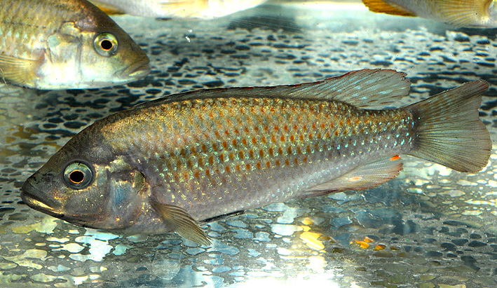 Astatotilapia calliptera