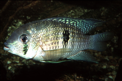 Andinoacara coeruleopunctatus Cichlidae